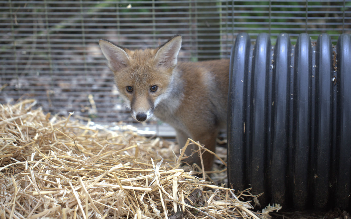 Wildlife Aid